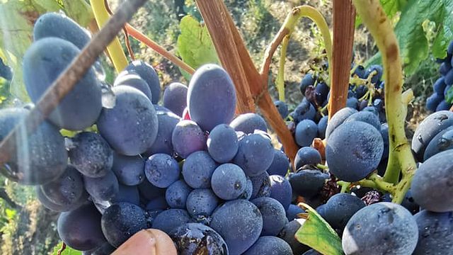 Weinprobe in der Azienda Agricola Cascina Garitina