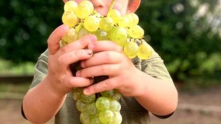 Explore a Vineyard Bee Garden with Wine & Honey Tasting