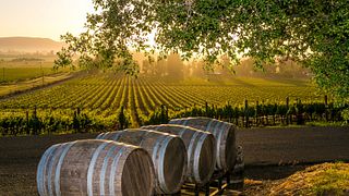 Tour pela vinícola e degustação de vinhos na Bodega Vinificate