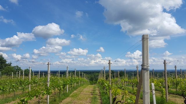 Wine tasting and tour at Società Agricola Roccia Rossa