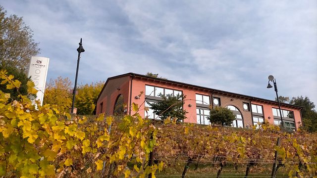 Cata de cuatro vinos y visita guiada a la cantina Le Pignole