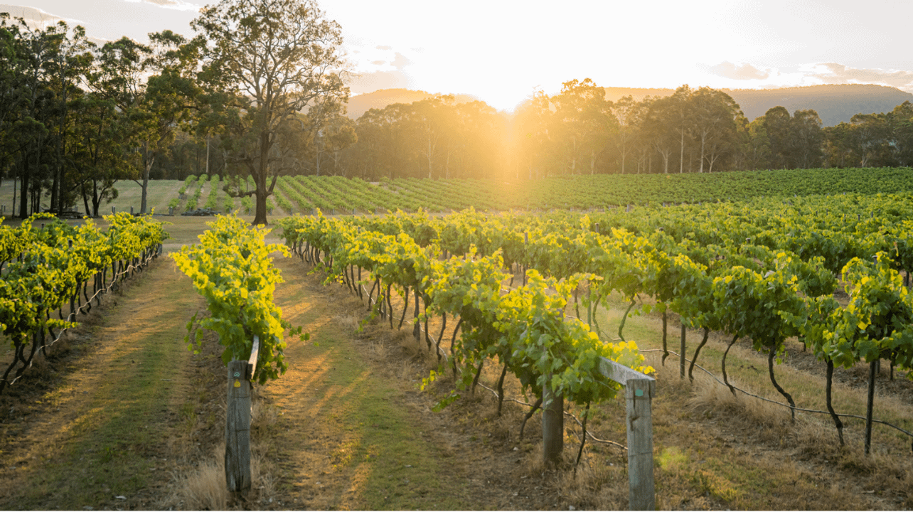Saddler's Creek Wines