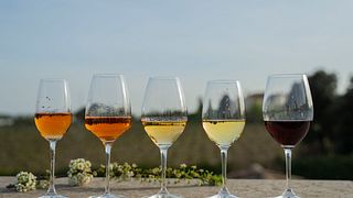Solo Degustazione | Mas Bertran