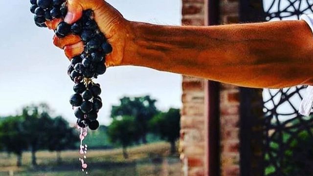 Degustazione di vini premium presso l'azienda vinicola Djurdjic
