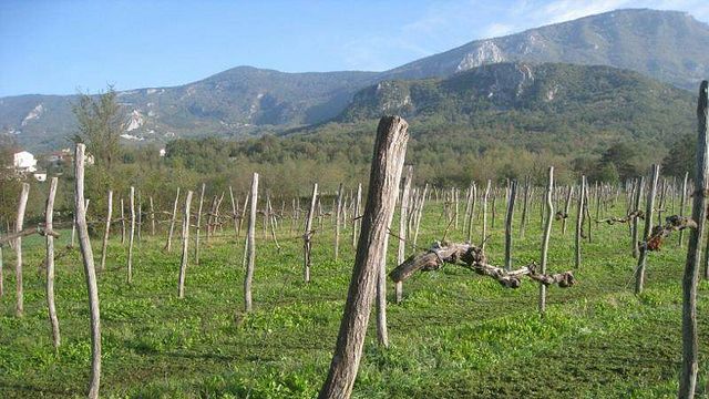 Primorska Wine Journey at Lepa Vida