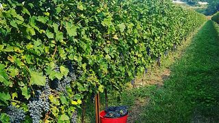 Degustação de vinhos tradicionais e tour na Azienda Agricola Aldo Adami