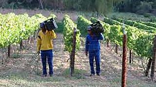 Dégustation de vins et visite chez Peter Bayly Wines