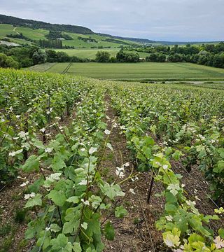 Degustação de champanhe e piquenique no vinhedo de Champagne Oriol-Dérouillat