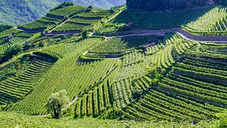 Discover TrentoDOC Bubbles in Trentino Vineyards