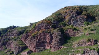 Degustação guiada de vinhos no Weingut Mönchhof