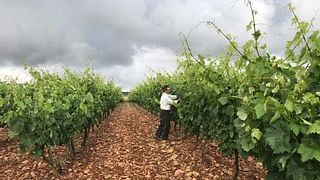 Rioja Wine & Vineyard Journey at Bodegas Tobia
