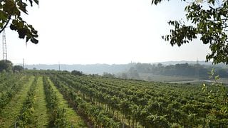 Le Muraglie : Visite d'un domaine viticole et dégustation de vins sur le lac de Garde