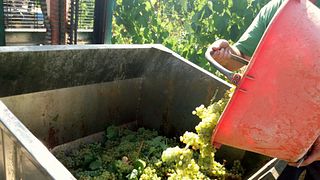 Wine Tasting and Tour at Cantina di Casorzo