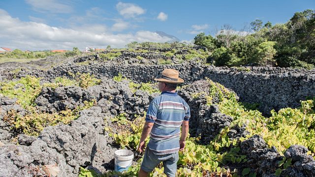 Uno, due, terroir: degustazione di vini presso la cooperativa vinicola dell'isola di Pico - Picowines