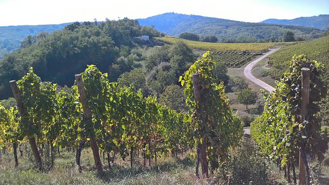 Cata de vinos y visita guiada en Jean Wach & Fils