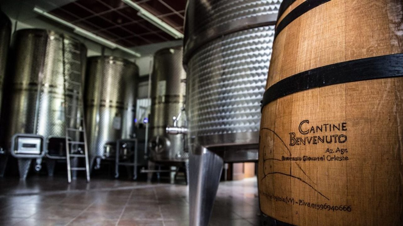 Visita la Cantine Benvenuto para degustar vinos.