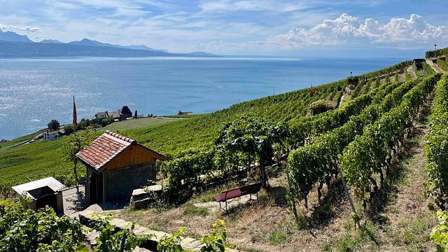 Histórias da Vinha: Caminhada de degustação de vinhos em Lavaux