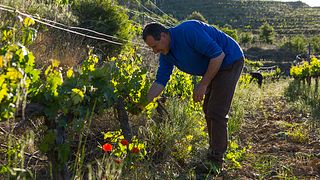 Degustação de vinhos e tour na Maius Viticultors