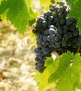 Degustazione di vini e tour presso Tenuta Mercatili
