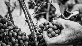 Azienda Agricola F.lli Massucco