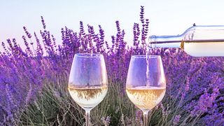 Um passeio pelo vinho da Provença: uma aventura de meio dia pelos vinhedos