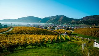 Dégustation de vins à Zlati Grič