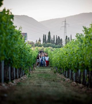 Experiencia del vino Benazzoli