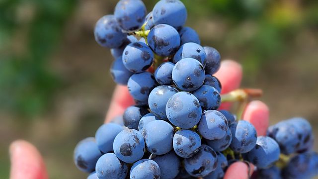 Wine Tour e degustazione a Camporignano