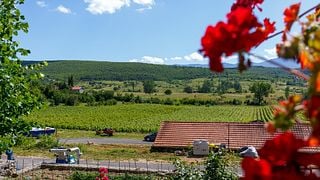Vegane Weinprobe im Weingut Krolo