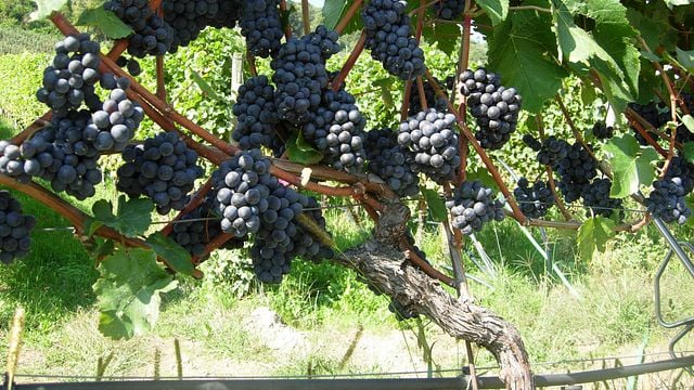 Visite du vignoble et dégustation de vins avec un repas typiquement tyrolien en cours de dégustation | Weingut Plonerhof - St. Magdalena