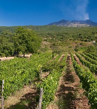 Tenuta Monte Gorna