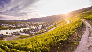 Weinprobe und Führung im Weingut Breit