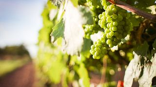 Visita y cata de vinos en La Fornase