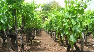 Wine tasting from my messengers of Etna | Tenuta di Aglaea; In the deep roots of wine