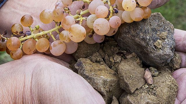 No Coração de Soave | Gini