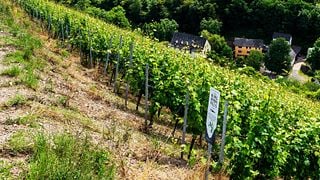 Mittelrhein Wine & Feast at Philipps-Mühle