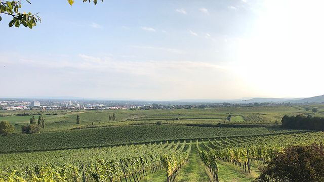 Viagem privada de um dia para degustação de vinhos 