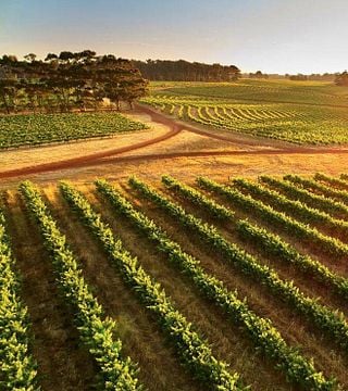 Maridaje de arte y vino