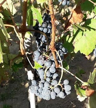 Visite et dégustation de vins à l'Azienda Vitivinivola Urscheler Roberto