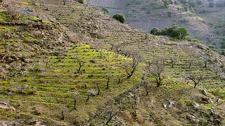 Celler Nin Ortiz: A Unique Winery in Catalonia