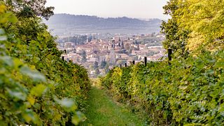 Recorrido y cata de vinos con aperitivos locales en Cantina Meroni