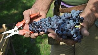 Cata de vinos y visita a la bodega Le Bignele