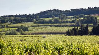 Segredo da Vinificação no Coração da Adega