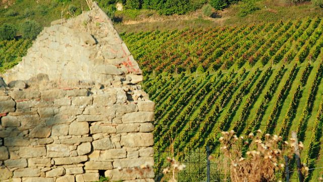 Degustação de vinhos base e tour na Tenuta Gatti