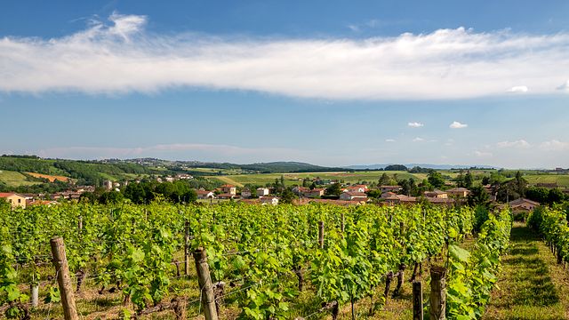 Cata de vinos y visita al Château de l'Éclair