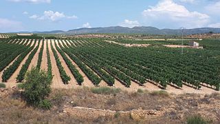 Degustação de vinhos e tour na Unión Vinícola Del Este