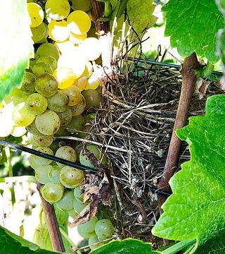 3 Dégustation de vins et visite de la cave Bickensohler Weinvogtei