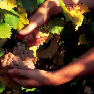 Alsace Wine Retreat at Domaine Bott-Geyl