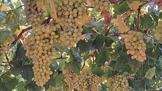 Wine Lovers Tasting in Heraklion