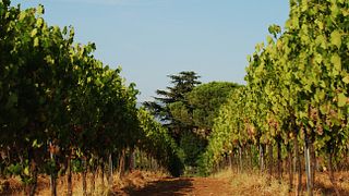 Expérience et dégustation de vin au vignoble familial Merumalia